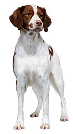 English Cocker Confromation Photo